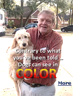 Dogs do not see only in black and white. That is one of the most stubborn myths in popular biology, and it is wrong. Dogs see color. Their world is narrower than ours, leaning toward blues and yellows, with reds and greens washing out into dull browns and greys. But color is there, and scientists have mapped the parts of the eye that produce it.